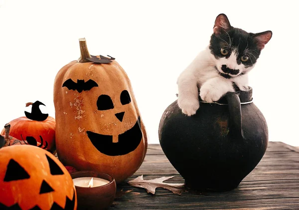 Funny cat sitting in black witch cauldron with jack o lantern pu — Stock Photo, Image
