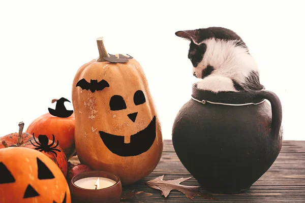 Jack o fener ile siyah cadı kazanda oturan komik kedi yavrusu — Stok fotoğraf