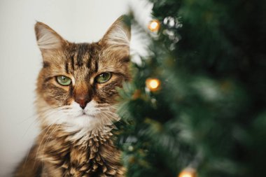 Christm de komik duygular ile oturan yeşil gözlü Tabby kedi