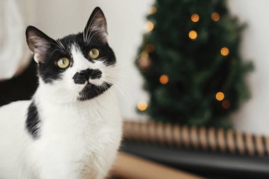 Bıyıklı kedi arka planda komik duygularla bakıyor