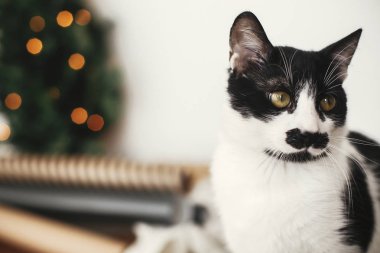 Sevimli Kedi küçük arka plan üzerinde komik duygular ile bakıyor