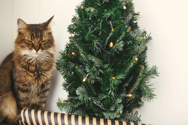 Kot Maine Coon śpi na małej choince ze światłami. C — Zdjęcie stockowe