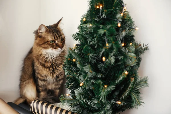 Niedliche gestromte Katze mit grünen Augen sitzt am Weihnachtsbaum mit li — Stockfoto