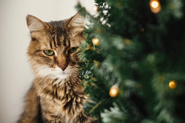 Tabby gato con verde ojos sentado con divertido emociones en christm —  Fotos de Stock