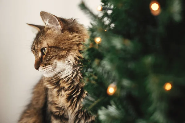 Maine gatto bozzolo con gli occhi verdi seduto al piccolo albero di Natale — Foto Stock