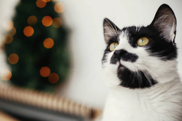 Gatto adorabile guardando con emozioni divertenti su sfondo di poco — Foto Stock