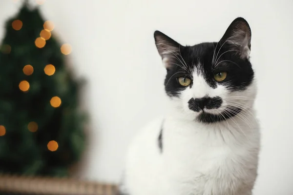 Cat with mustache looking with funny emotions on background of l — Stock Photo, Image