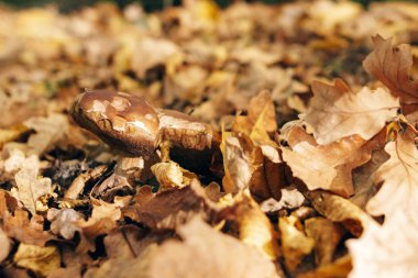 Sıcak güneşli ormanda sonbaharda Büyük Boletus edulis mantar yaprakları