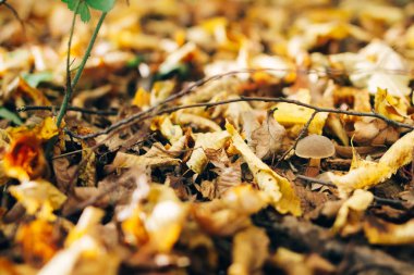 Sonbaharda Xerocomus mantar güneşli ormanda yaprakları. Toplama muş