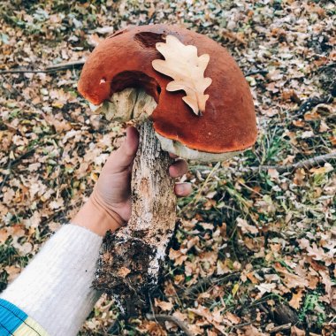 Sonbahar ormanlarında büyük bir mantar tutan el. Leccinum aurantiacumi
