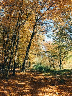 Sonbahar ormanları. Güzel sarı ve yeşil ağaçlar ve f yol
