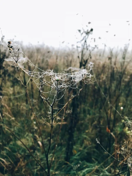 Wildblumen im Spinnennetz mit Tautropfen an einem kalten Herbstmorgen in — Stockfoto