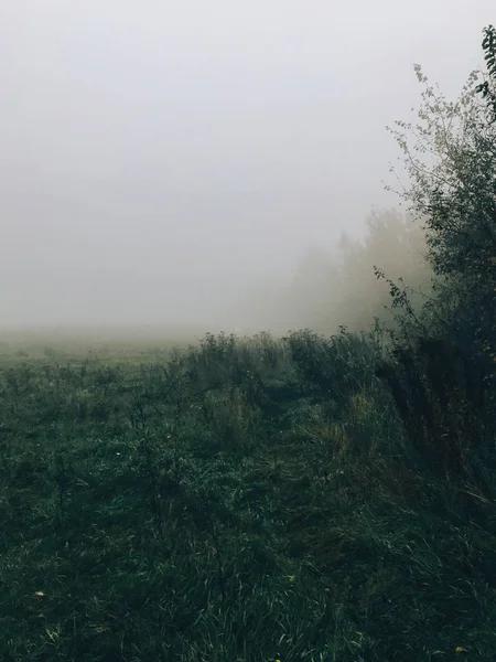 Pradera brumosa en la fría mañana de otoño. Niebla en el campo. Tranquil mo — Foto de Stock