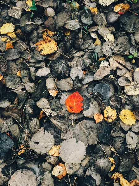Folhas de outono. Bela queda folhas vermelhas no chão marrom escuro em — Fotografia de Stock