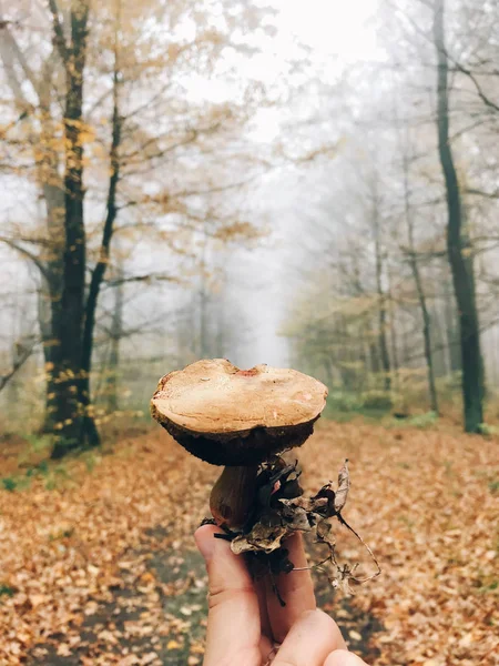 Seta comestible de mano en bosques de otoño. Recoger setas —  Fotos de Stock