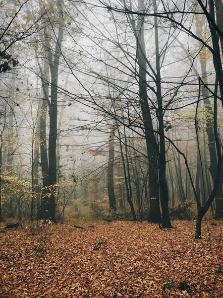 Bosques de niebla otoñal con hojas de otoño en la mañana fría. Niebla en aut —  Fotos de Stock