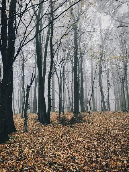 Bosques de niebla otoñal con hojas de otoño en la mañana fría. Niebla en aut —  Fotos de Stock