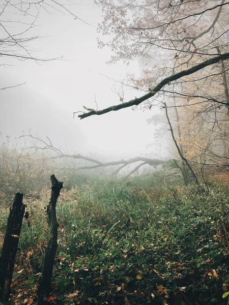 Vieux arbres tombés avec de la mousse dans les bois brumeux d'automne près du lac en co — Photo