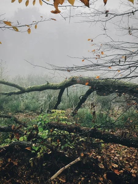 Alte umgestürzte Bäume mit Moos im nebligen Herbstwald in der Nähe des Sees in — Stockfoto