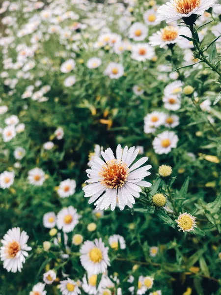 Indah ungu bunga daisy di embun pagi di padang rumput cerah di — Stok Foto