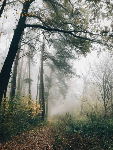 Caminho de outono em florestas nebulosas com folhas de queda na manhã fria. Mis — Fotografia de Stock