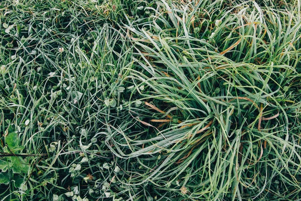 Hierba congelada con hojas de otoño en prado brumoso en la mañana fría . —  Fotos de Stock