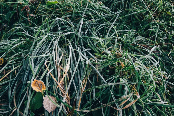 Herbe gelée avec feuilles d'automne dans un pré brumeux le matin froid . — Photo