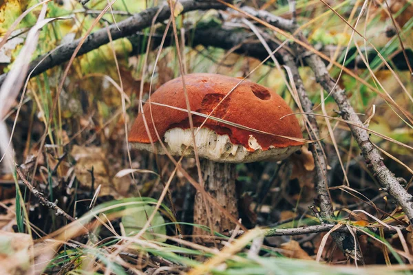 Cogumelo grande leccinum aurantiacum em folhas de outono e grama em — Fotografia de Stock