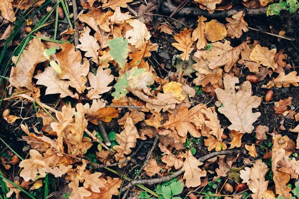 Foglie d'autunno. Bella caduta foglie gialle e marroni a terra — Foto Stock