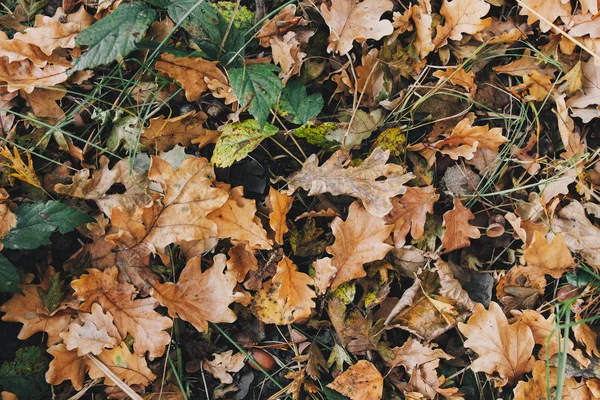 Foglie d'autunno. Bella caduta foglie gialle e marroni a terra — Foto Stock