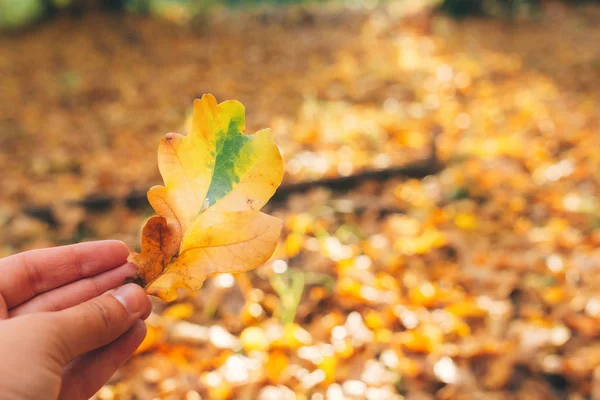 Hello autumn. Hand holding beautiful yellow and green oak leaf i — Stock Photo, Image
