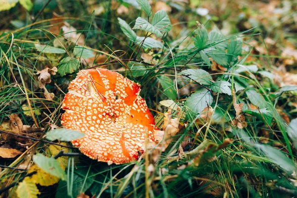 Fluga svamp svamp i grönt gräs och höstlöv i soliga wo — Stockfoto