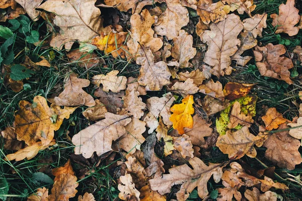 Folhas de outono. Bela queda amarelo e marrom folhas no chão — Fotografia de Stock
