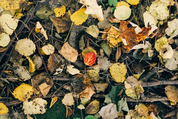 Folhas de outono. bela queda amarelo e vermelho folhas no chão i — Fotografia de Stock