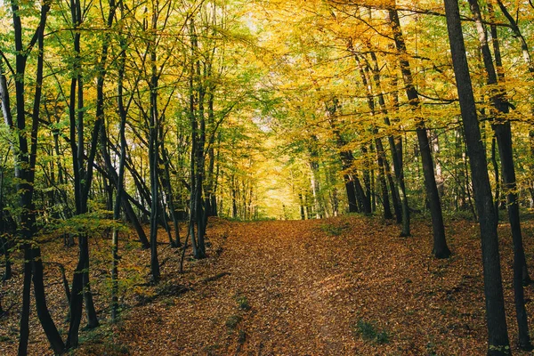 Bosques de otoño. Hermosos árboles dorados y camino camino en hojas de otoño —  Fotos de Stock