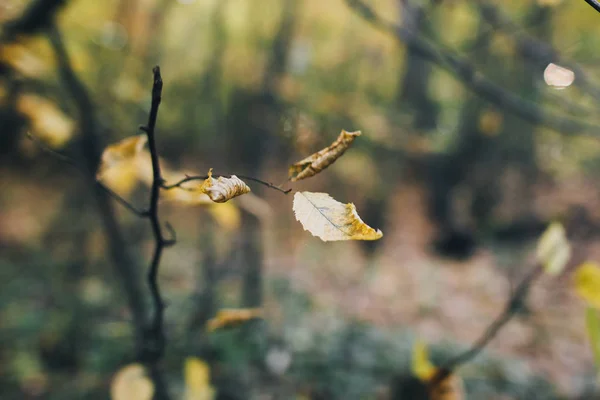 Folhas de outono em ramo de árvore em florestas. Lindas folhas amarelas o — Fotografia de Stock