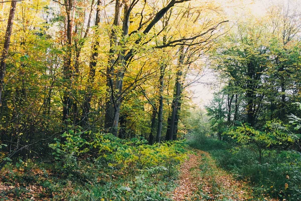 Bosques de otoño. Hermosos árboles dorados y camino camino en hojas de otoño —  Fotos de Stock