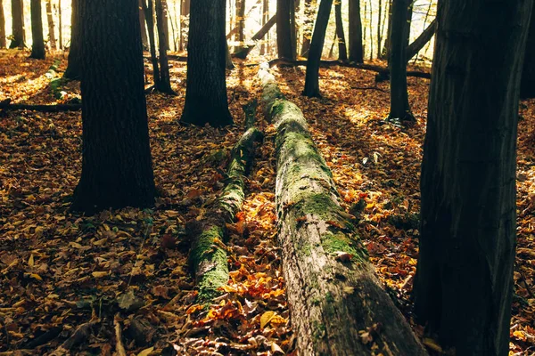 Florestas de outono. Bela velha árvore caída em musgo e amarelo e b — Fotografia de Stock