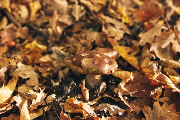 Fungo di Boletus edulis grande in foglie di autunno in boschi soleggiati caldi — Foto Stock