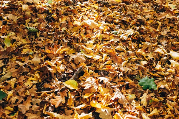 Bosco autunnale. Belle foglie di autunno gialle e marroni alla luce del sole — Foto Stock