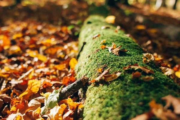 秋の森苔と黄色とbの美しい古い倒れた木 — ストック写真