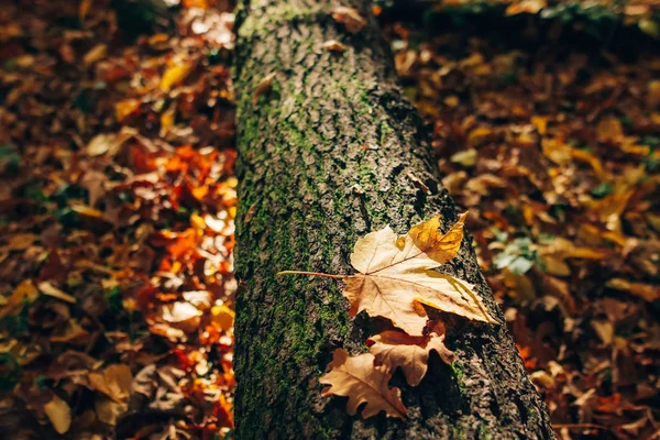 Bosco autunnale. Bella foglia di caduta gialla alla luce del sole sulla vecchia caduta — Foto Stock