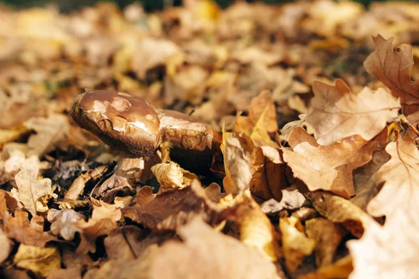 Sıcak güneşli ormanda sonbaharda Büyük Boletus edulis mantar yaprakları