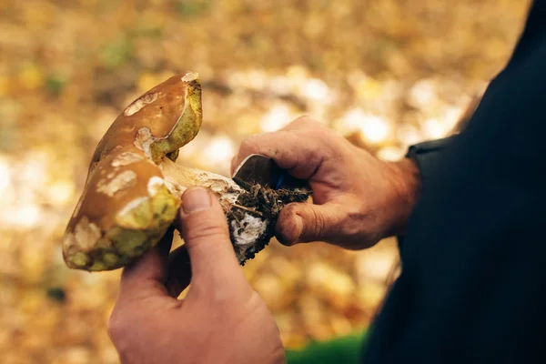 Tangan memegang jamur boletus edulis dan membersihkannya di musim gugur — Stok Foto