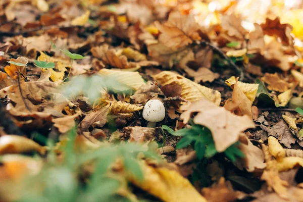 Cogumelo de Russula em grama verde e folhas de outono em florestas ensolaradas — Fotografia de Stock