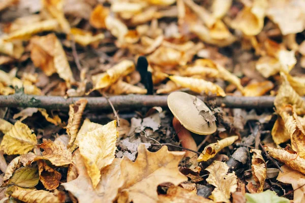 Cogumelo xerocomus em folhas de outono em florestas ensolaradas. Picking mus — Fotografia de Stock