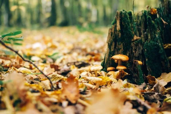 Cogumelos no toco com musgo verde e folhas de outono em wo ensolarado — Fotografia de Stock