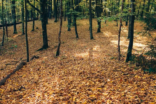 Bosques de otoño. Hermosos árboles amarillos y verdes y marrón caída le —  Fotos de Stock