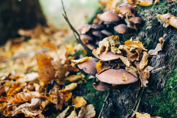 Cogumelos no toco com musgo verde e folhas de outono em wo ensolarado — Fotografia de Stock