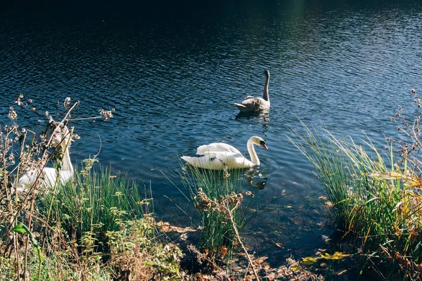 Hermosa familia de cisnes nadando en el lago en bosques soleados de otoño. Gr. —  Fotos de Stock
